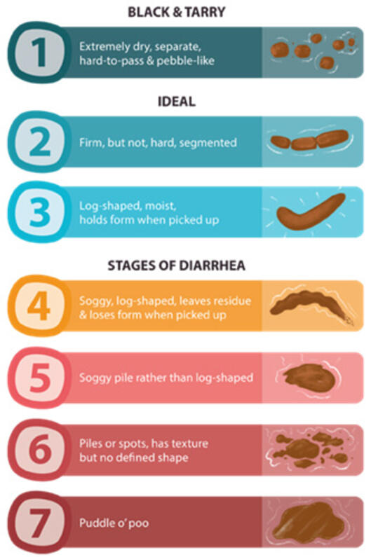 All About Dog Poop Dog Diarrhoea Colour and More Purina